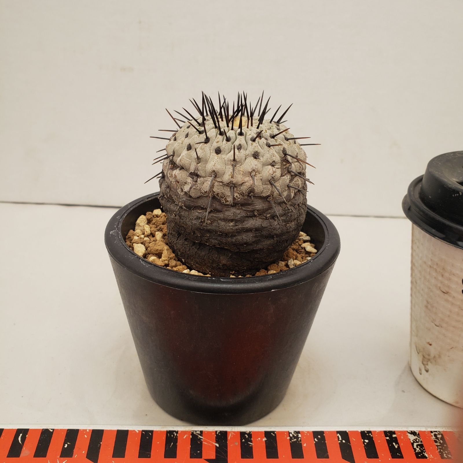 C 219 自社養生株 コピアポア コルムナアルバ 発根株 鉢植え サボテン 多肉植物