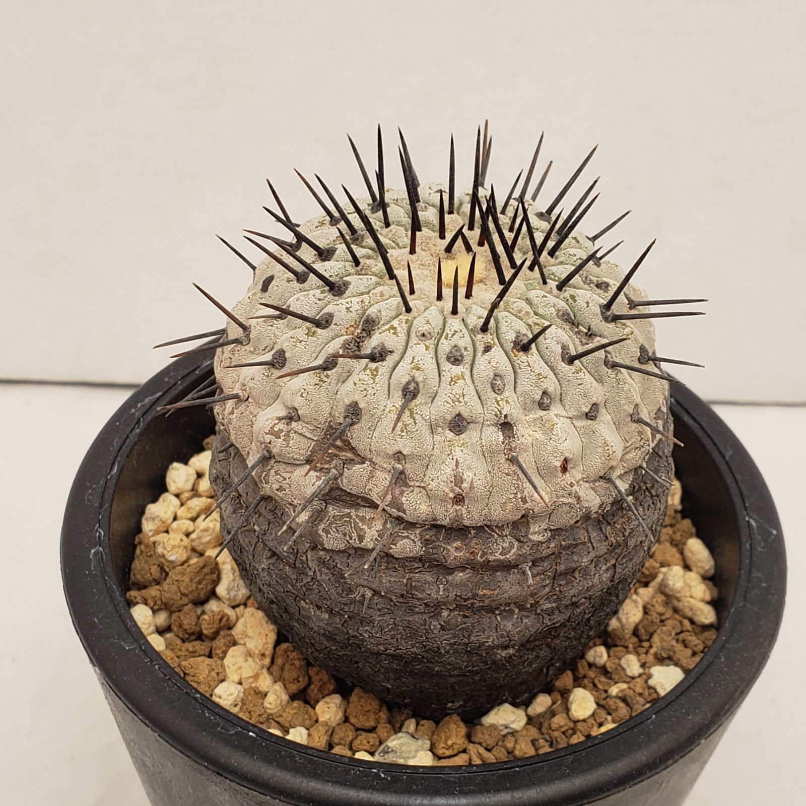 C 219 自社養生株 コピアポア コルムナアルバ 発根株 鉢植え サボテン 多肉植物