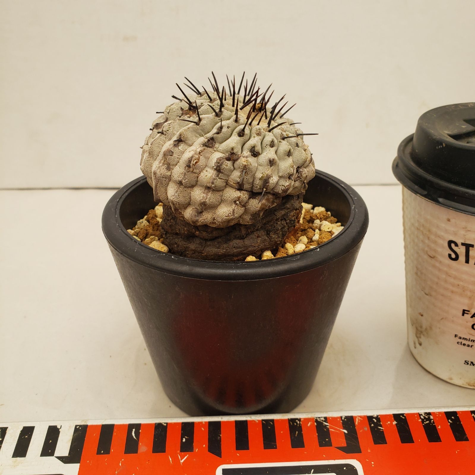 C 220 自社養生株 コピアポア コルムナアルバ 発根株 鉢植え サボテン 多肉植物
