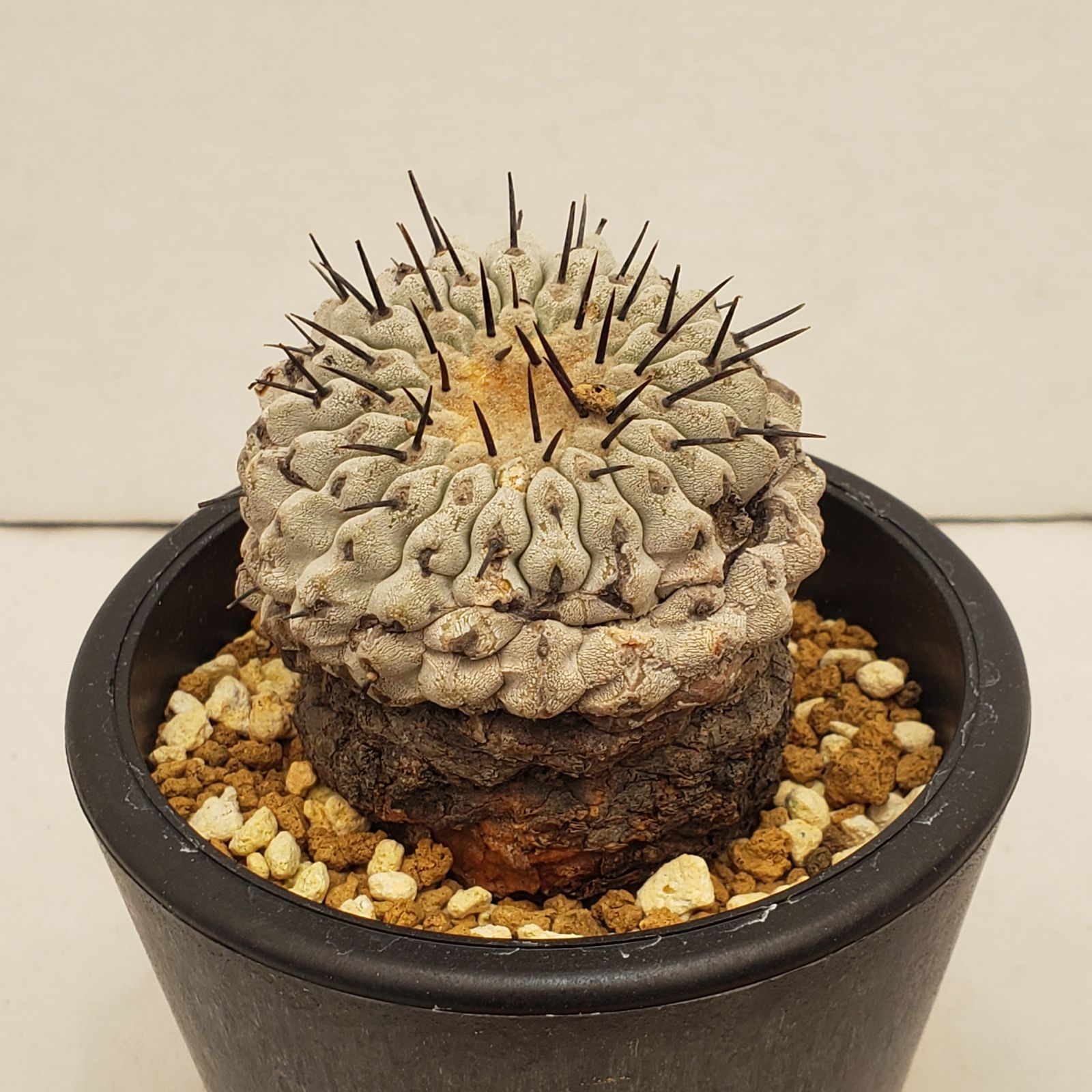 C 220 自社養生株 コピアポア コルムナアルバ 発根株 鉢植え サボテン 多肉植物