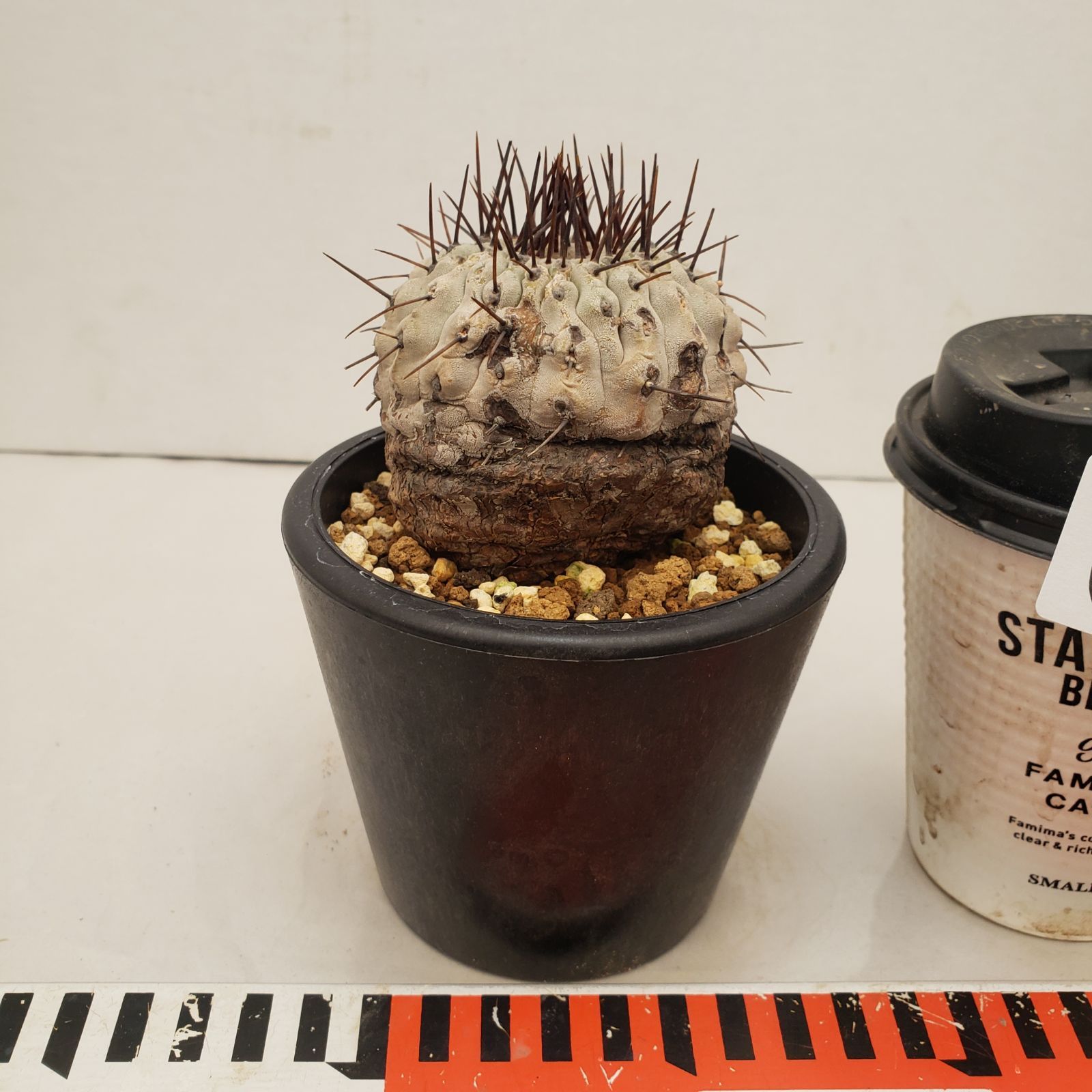 C 221 自社養生株 コピアポア コルムナアルバ 発根株 鉢植え サボテン 多肉植物