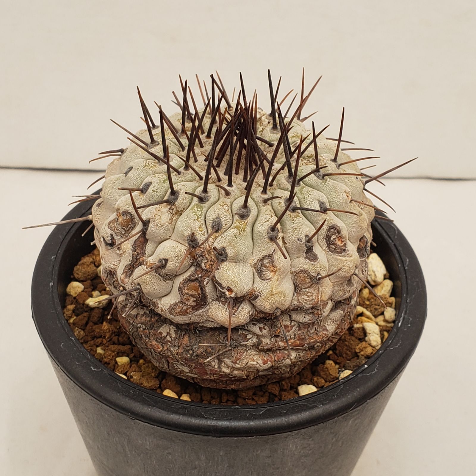 C 221 自社養生株 コピアポア コルムナアルバ 発根株 鉢植え サボテン 多肉植物