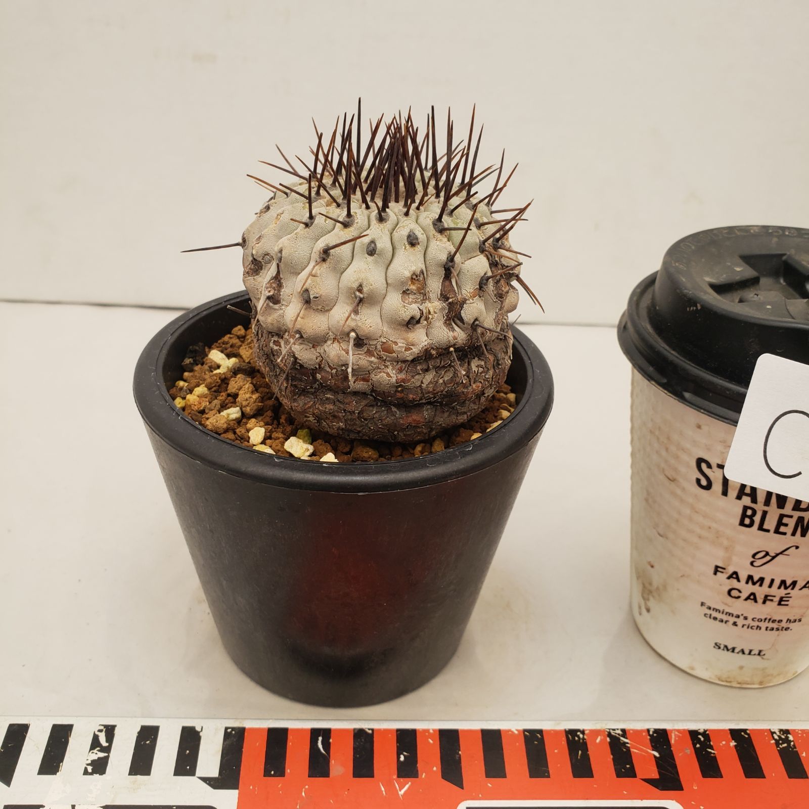 C 221 自社養生株 コピアポア コルムナアルバ 発根株 鉢植え サボテン 多肉植物