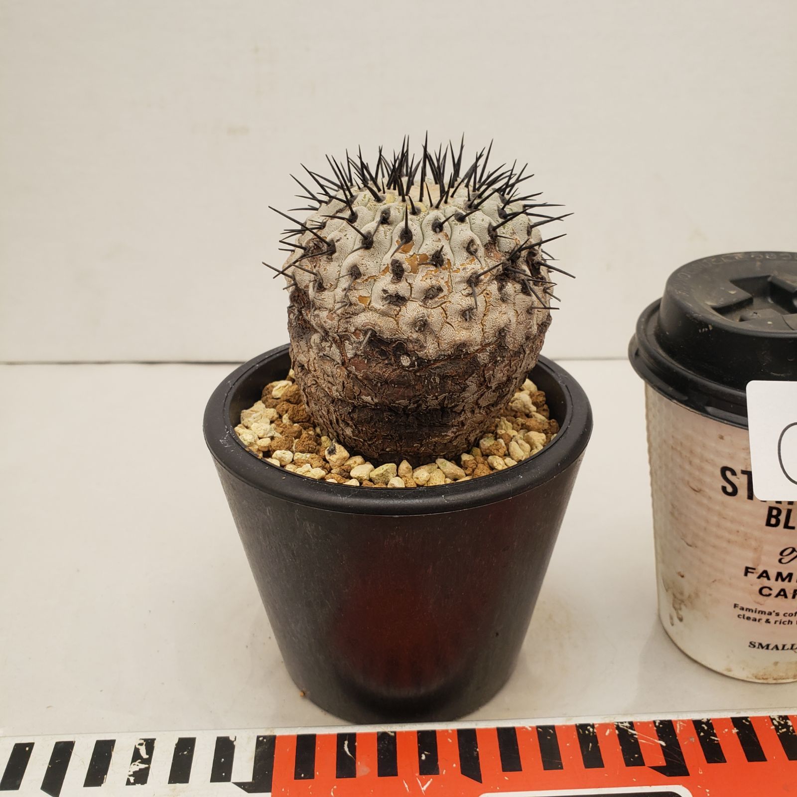 C 222 自社養生株 コピアポア コルムナアルバ 発根株 鉢植え サボテン 多肉植物