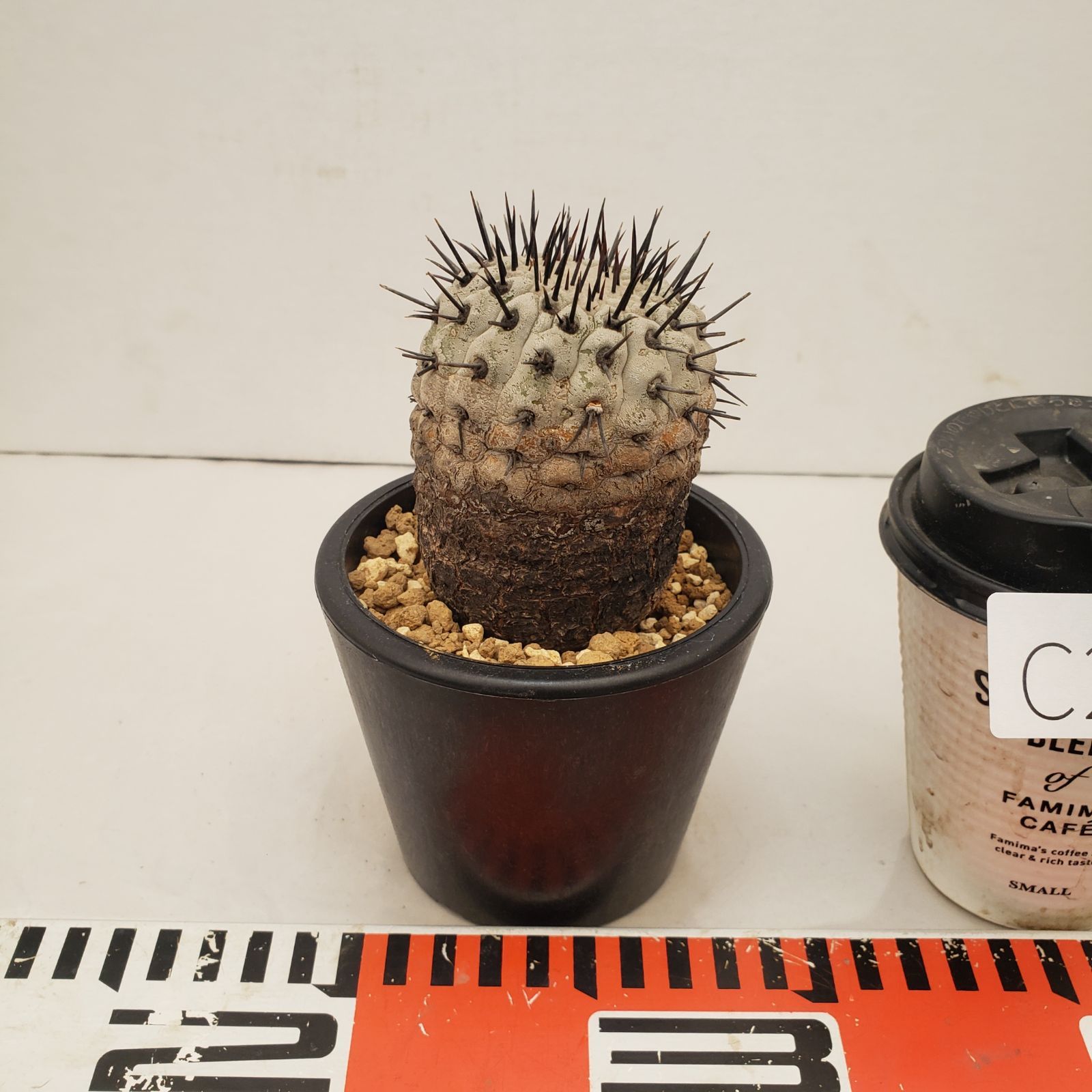 C 223 自社養生株 コピアポア コルムナアルバ 発根株 鉢植え サボテン 多肉植物