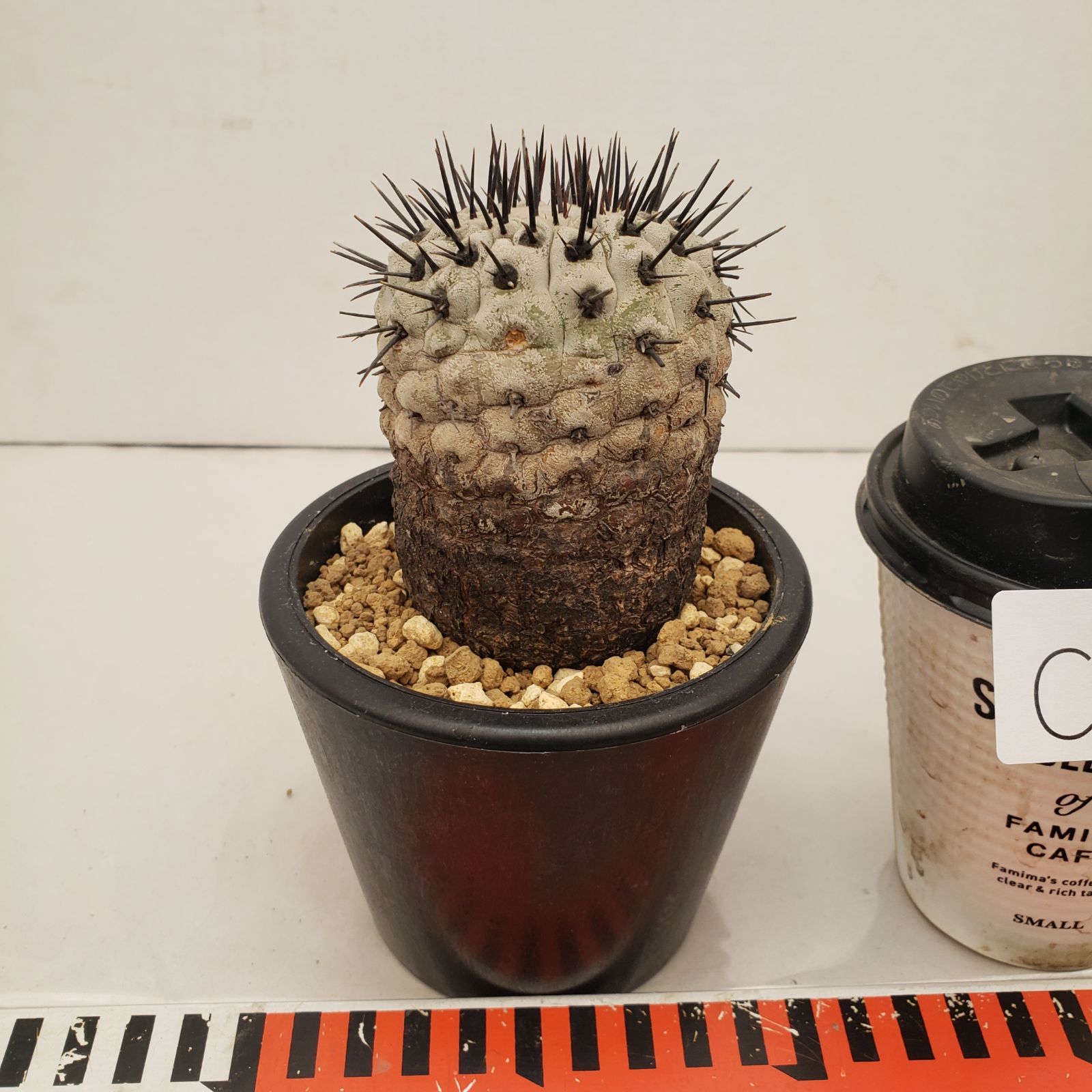 C 223 自社養生株 コピアポア コルムナアルバ 発根株 鉢植え サボテン 多肉植物