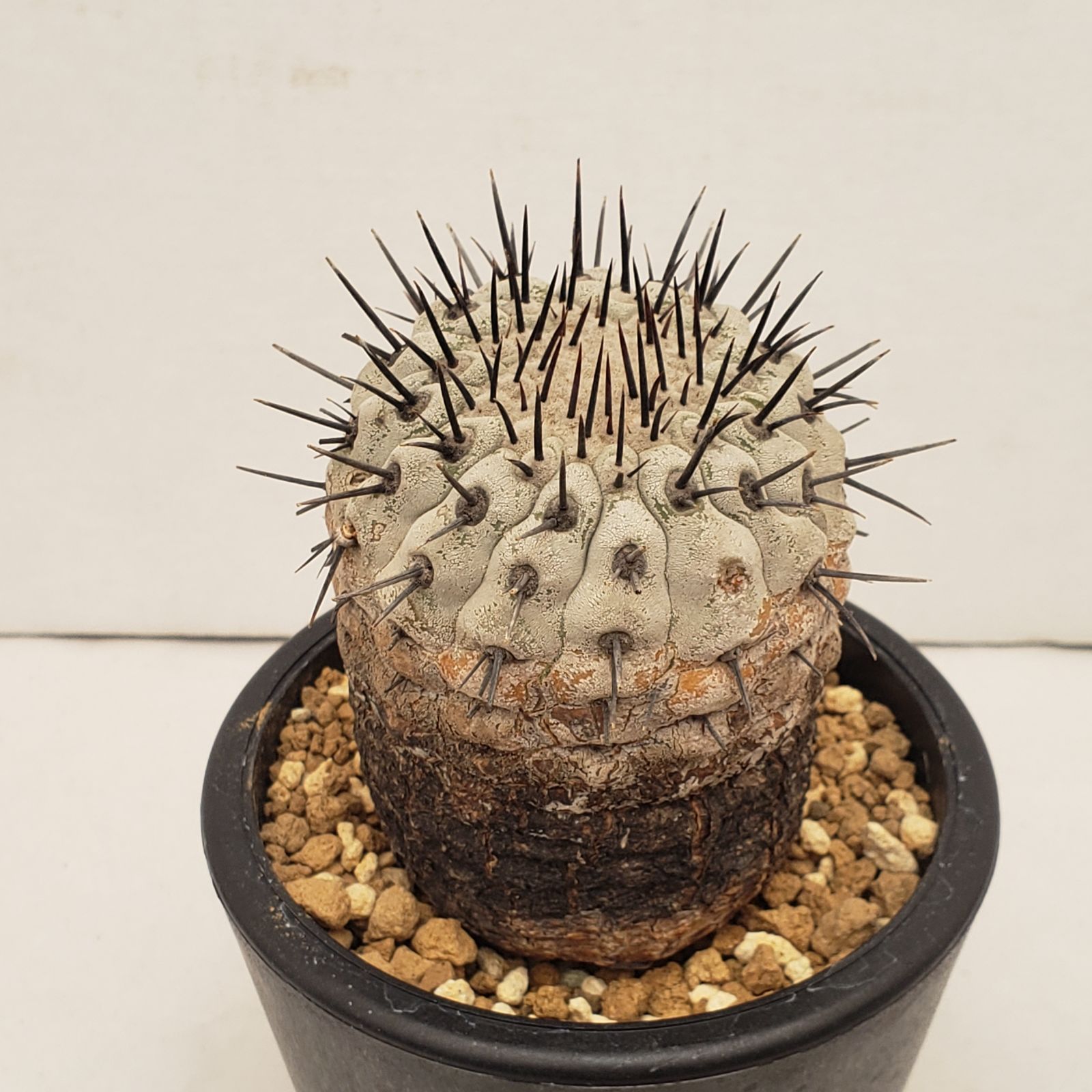 C 223 自社養生株 コピアポア コルムナアルバ 発根株 鉢植え サボテン 多肉植物