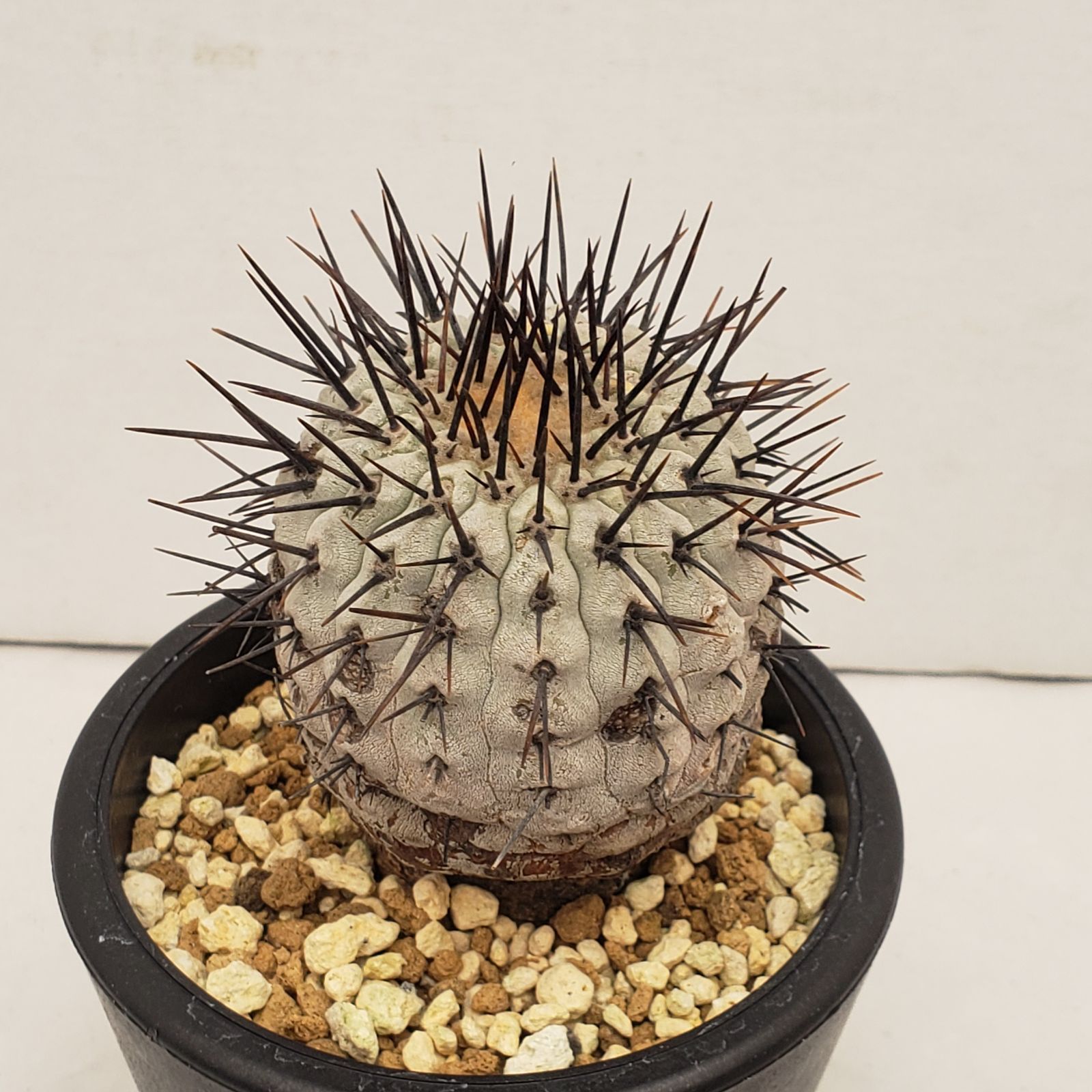 C 224 自社養生株 コピアポア コルムナアルバ 発根株 鉢植え サボテン 多肉植物