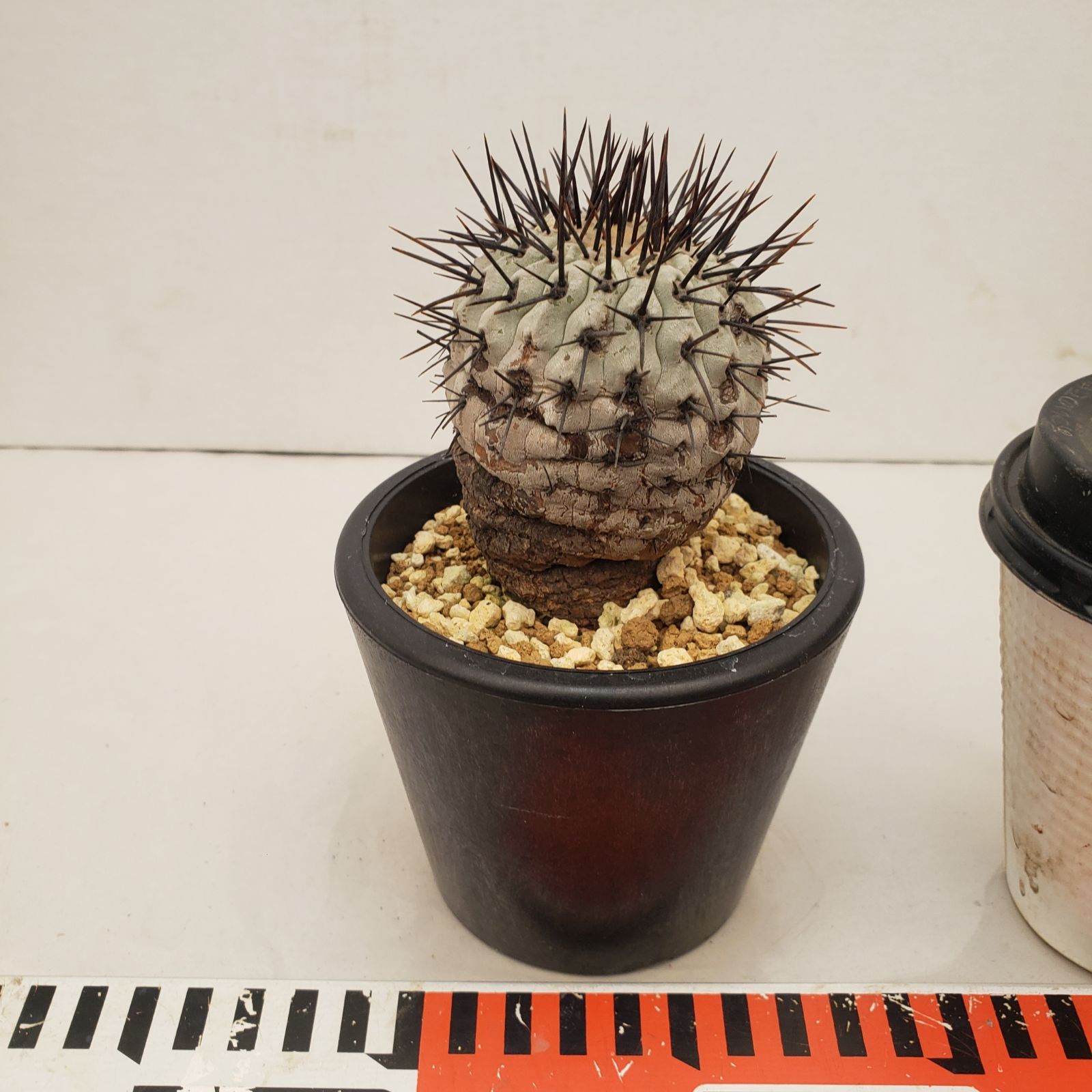 C 224 自社養生株 コピアポア コルムナアルバ 発根株 鉢植え サボテン 多肉植物