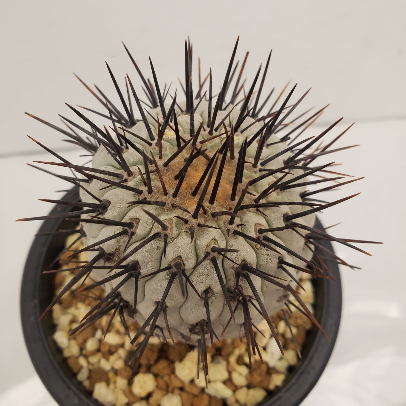 C 224 自社養生株 コピアポア コルムナアルバ 発根株 鉢植え サボテン 多肉植物