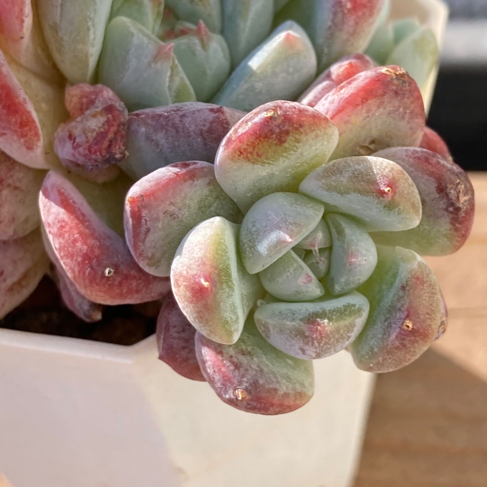 新入荷｜送料込】エケベリア 韓国苗 アイスドール群生 多肉植物 ポコ