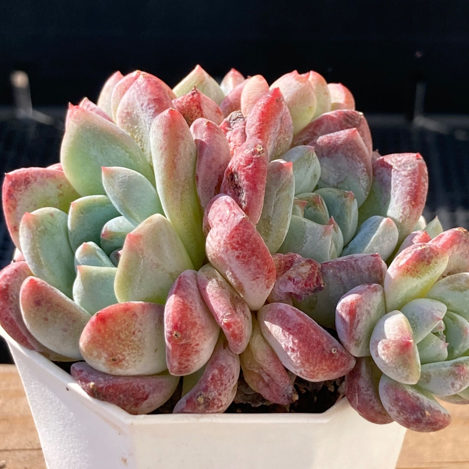 新入荷｜送料込】エケベリア 韓国苗 アイスドール群生 多肉植物 ポコ