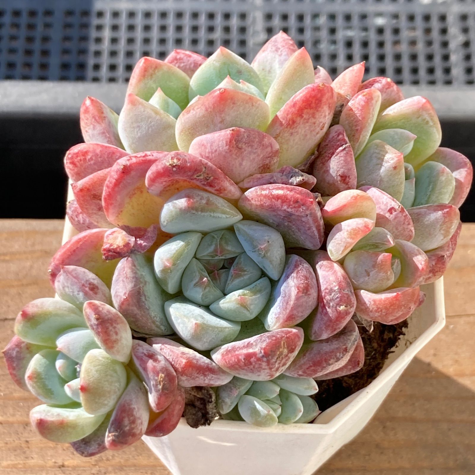 新入荷｜送料込】エケベリア 韓国苗 アイスドール群生 多肉植物 ポコ