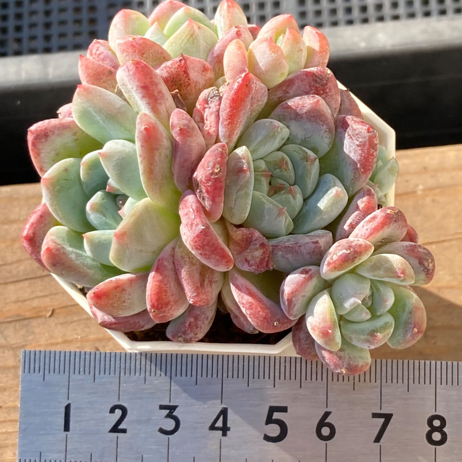 新入荷｜送料込】エケベリア 韓国苗 アイスドール群生 多肉植物 ポコ