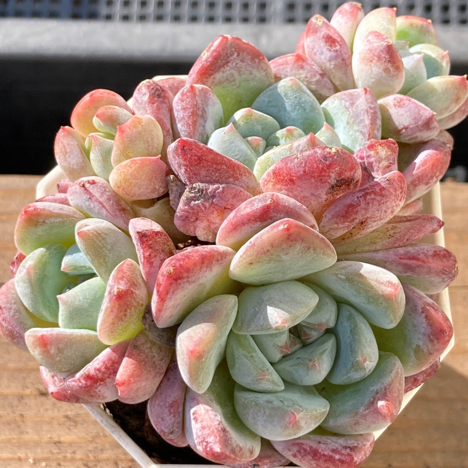 新入荷｜送料込】エケベリア 韓国苗 アイスドール群生 多肉植物 ポコ