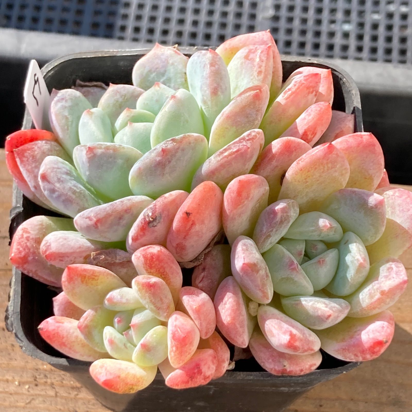 【新入荷｜送料込】エケベリア　韓国苗　ラズベリーアイス群生　多肉植物　ポコ多肉 新入荷｜送料込】エケベリア 韓国苗 アイスドール群生 多肉植物 ポコ