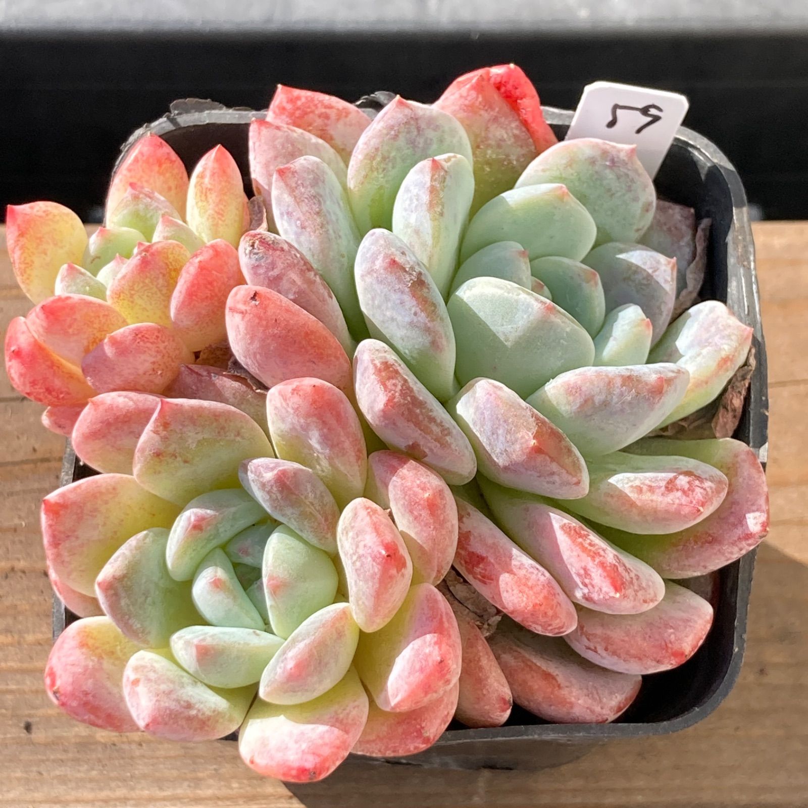 新入荷｜送料込】エケベリア 韓国苗 アイスドール群生 多肉植物 ポコ