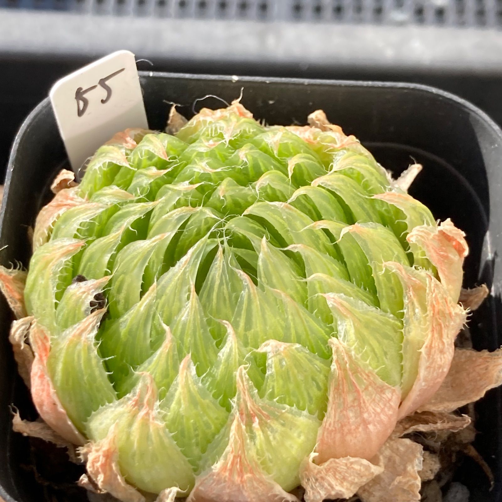 新入荷｜送料込】ハオルチア 韓国苗 桜水晶 多肉植物 ポコ多肉 p_3113