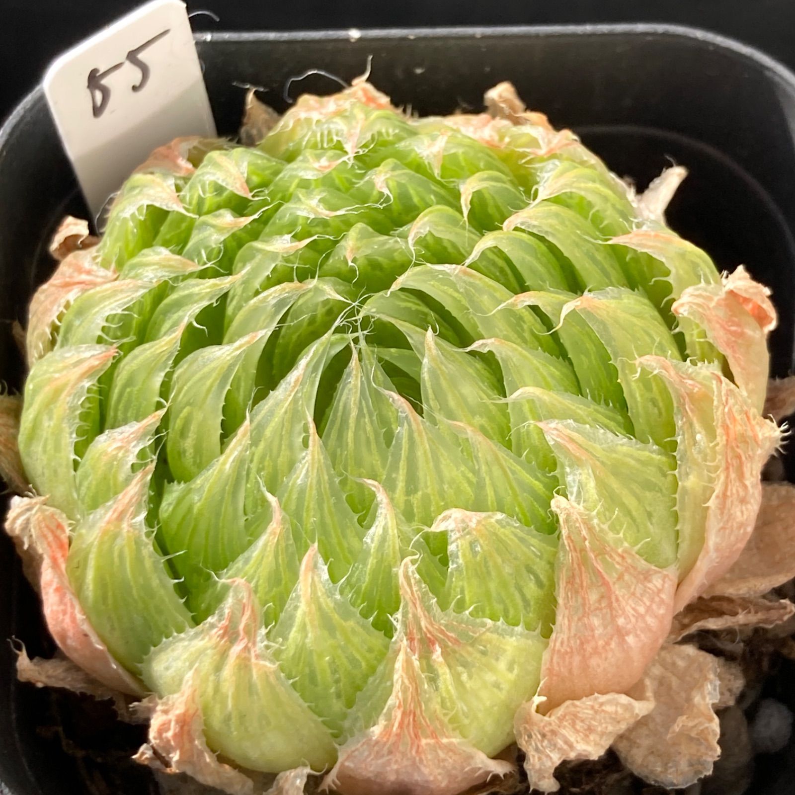 新入荷｜送料込】ハオルチア 韓国苗 桜水晶 多肉植物 ポコ多肉 p_3113