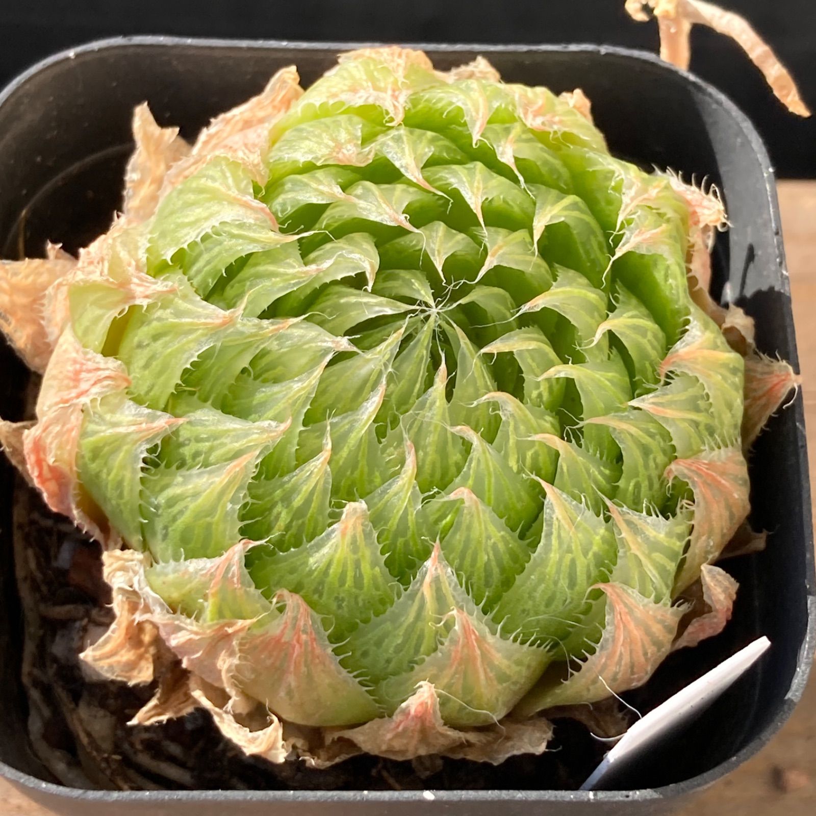 新入荷｜送料込】ハオルチア 韓国苗 桜水晶 多肉植物 ポコ多肉 p_3113