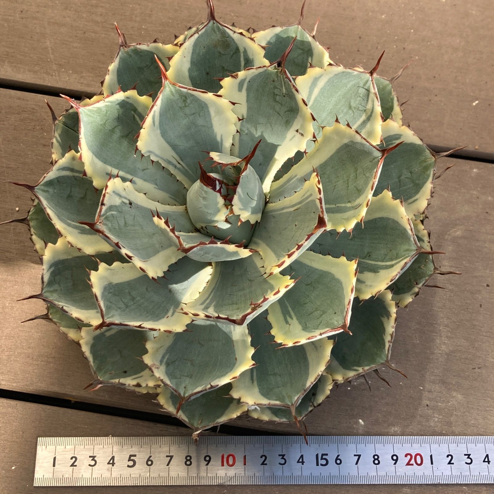 【新入荷】アガベ　吉祥冠錦　超特大　多肉植物　ポコ多肉 楽天市場】多肉植物：アガベ 吉祥冠錦 覆輪*S 幅9cm : 遊恵盆栽 楽天