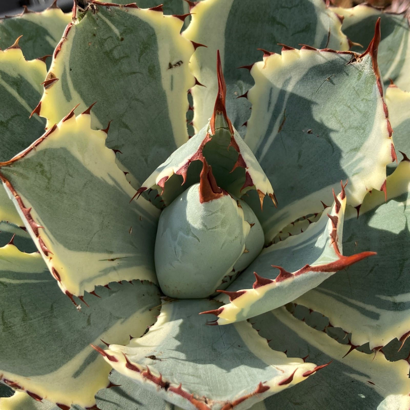 【新入荷】アガベ　吉祥冠錦　超特大　多肉植物　ポコ多肉 新入荷｜送料込】アガベ 韓国苗 吉祥冠錦 多肉植物 ポコ多肉 p_3161