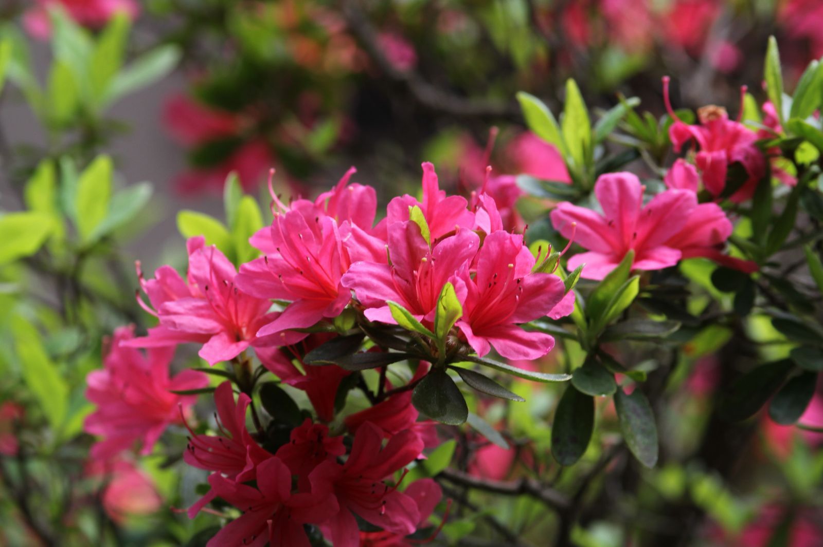 Canon EF20mm F2.8 USM広角固定焦点レンズ EFマウント 動作 済み 風景やイベント会場などの撮影に不可欠 ref 4110