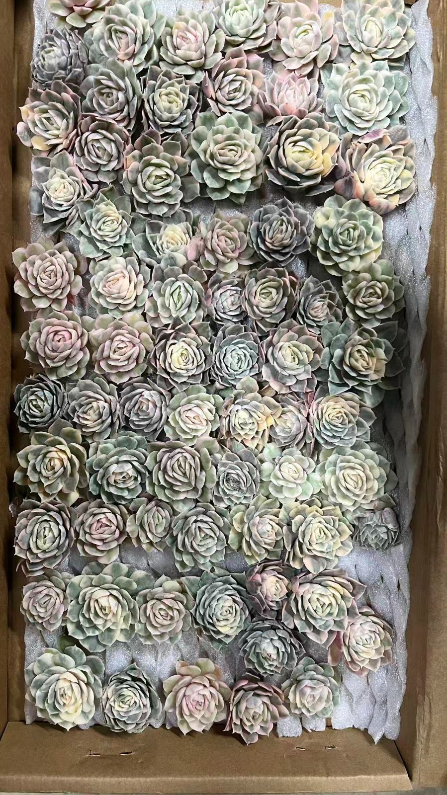 セール中◎韓国鉢(72)◎個別購入はご希望の番号をコメントお願いします♡ Amazon | [POCHY] 長財布 東方シリーズフ フランドール スカーレット