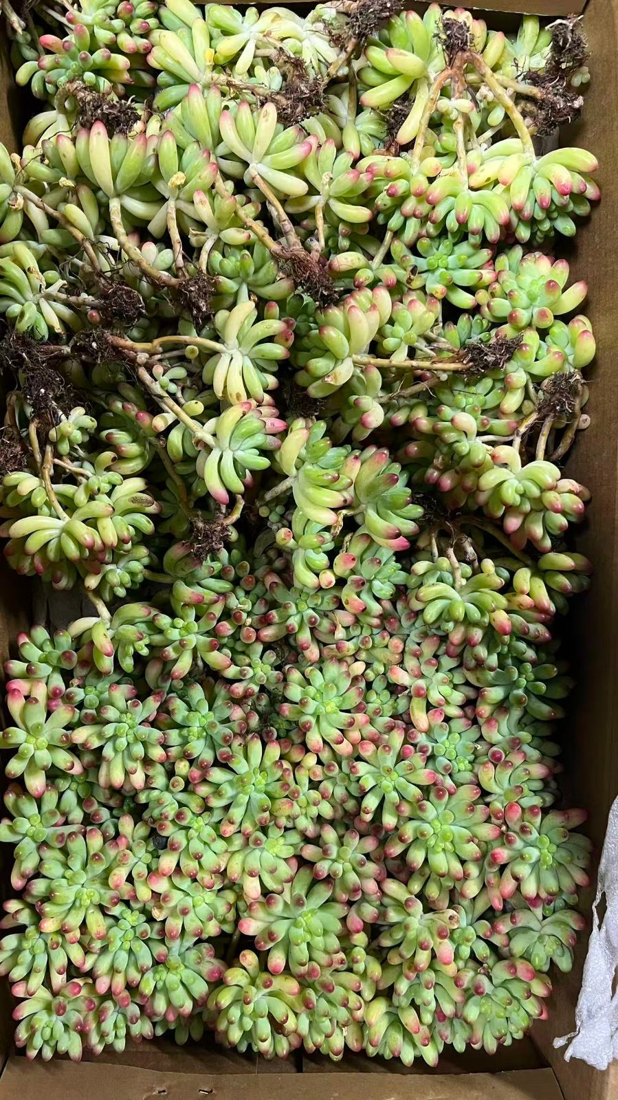 A様 専用 - メルカリ