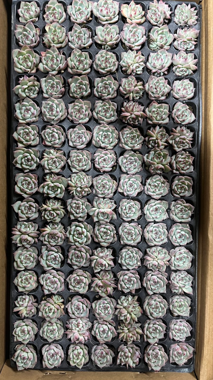 セール中◎韓国鉢(72)◎個別購入はご希望の番号をコメントお願いします♡ りーちゃん様専用 - メルカリ