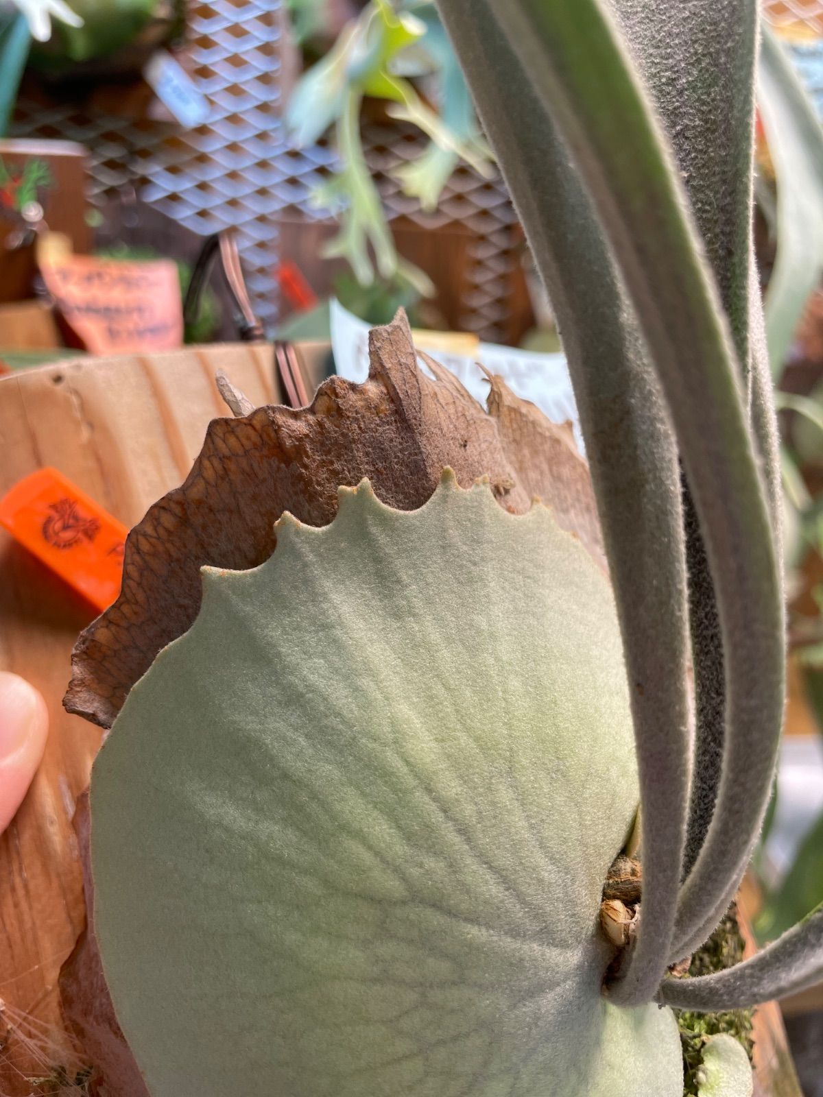 ビカクシダ ベイチーワイルド子株付 P Veitcii wild NR