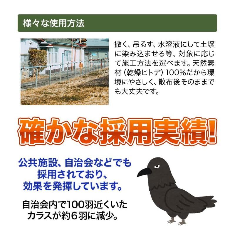 ヒトデdeでんでん