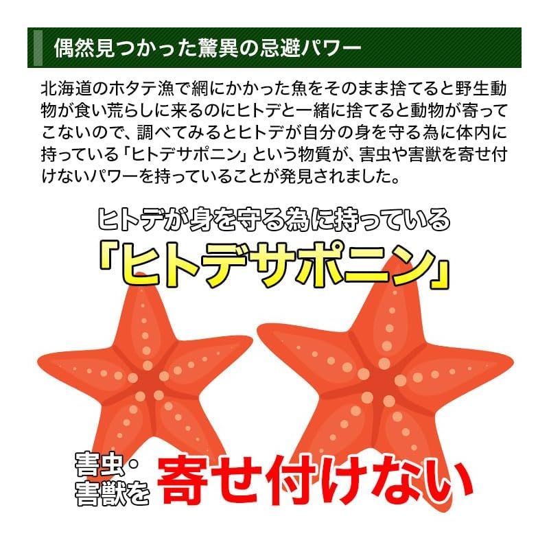 オオカミ ヒトデの粉末