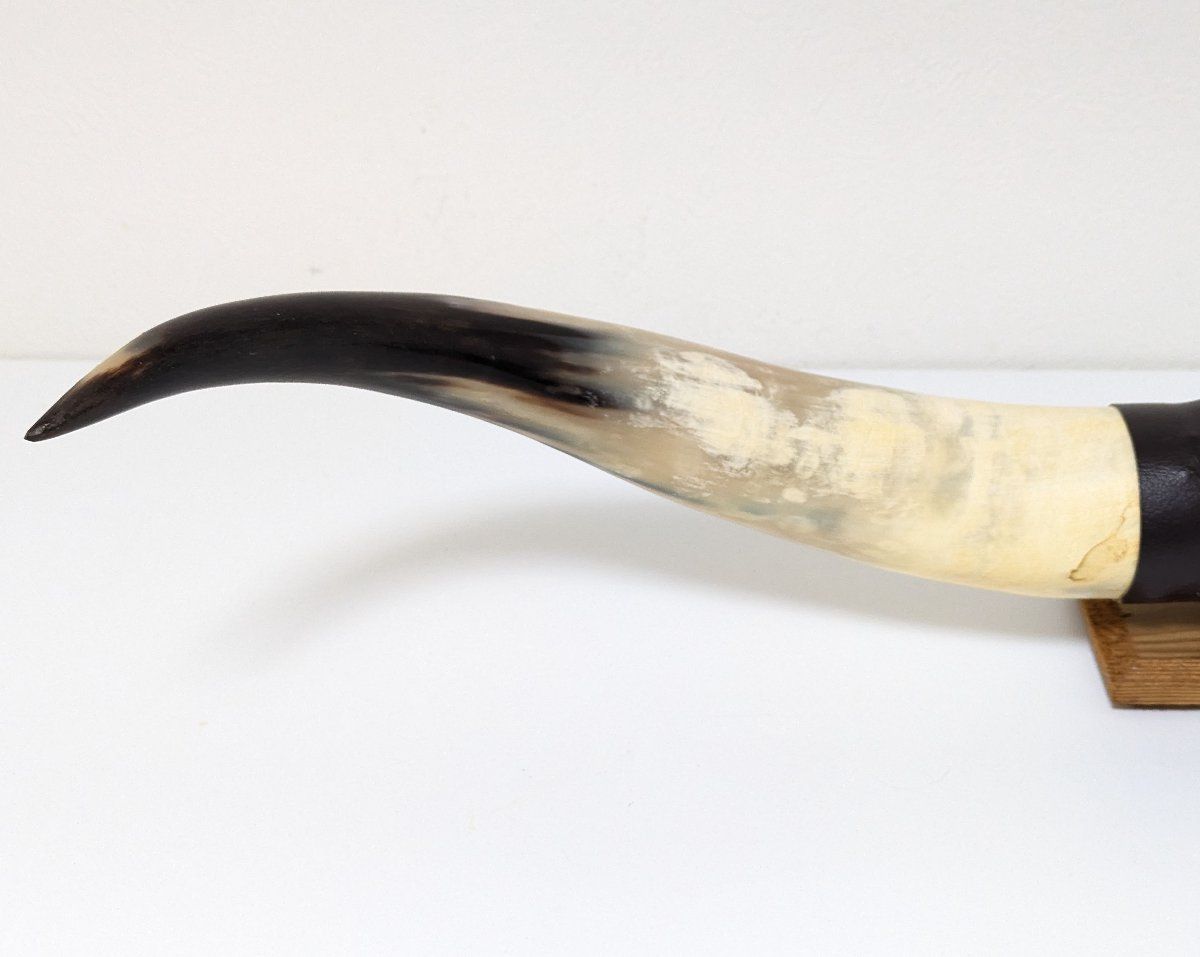 本物　天然　牛の角　テキサス　カウボーイ　インテリア 本物 天然 牛の角 テキサス カウボーイ インテリア