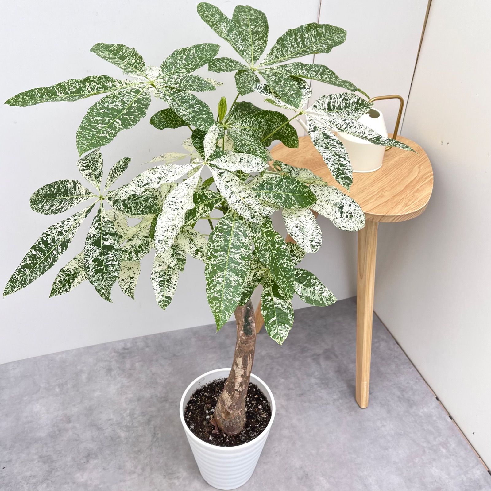 パキラ ミルキーウェイ 接木 1 現品 観葉植物 室内 7号