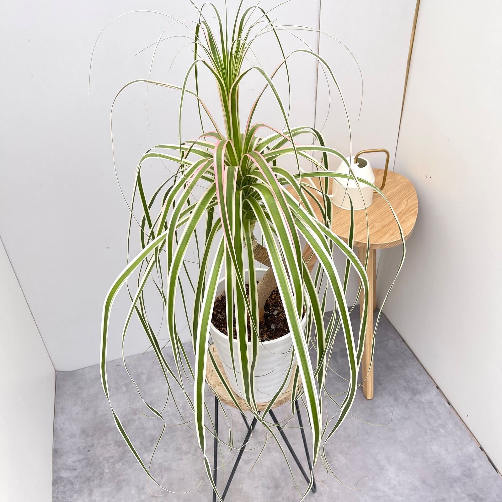 トックリラン ノリナ 斑入り 3 現品 観葉植物 室内