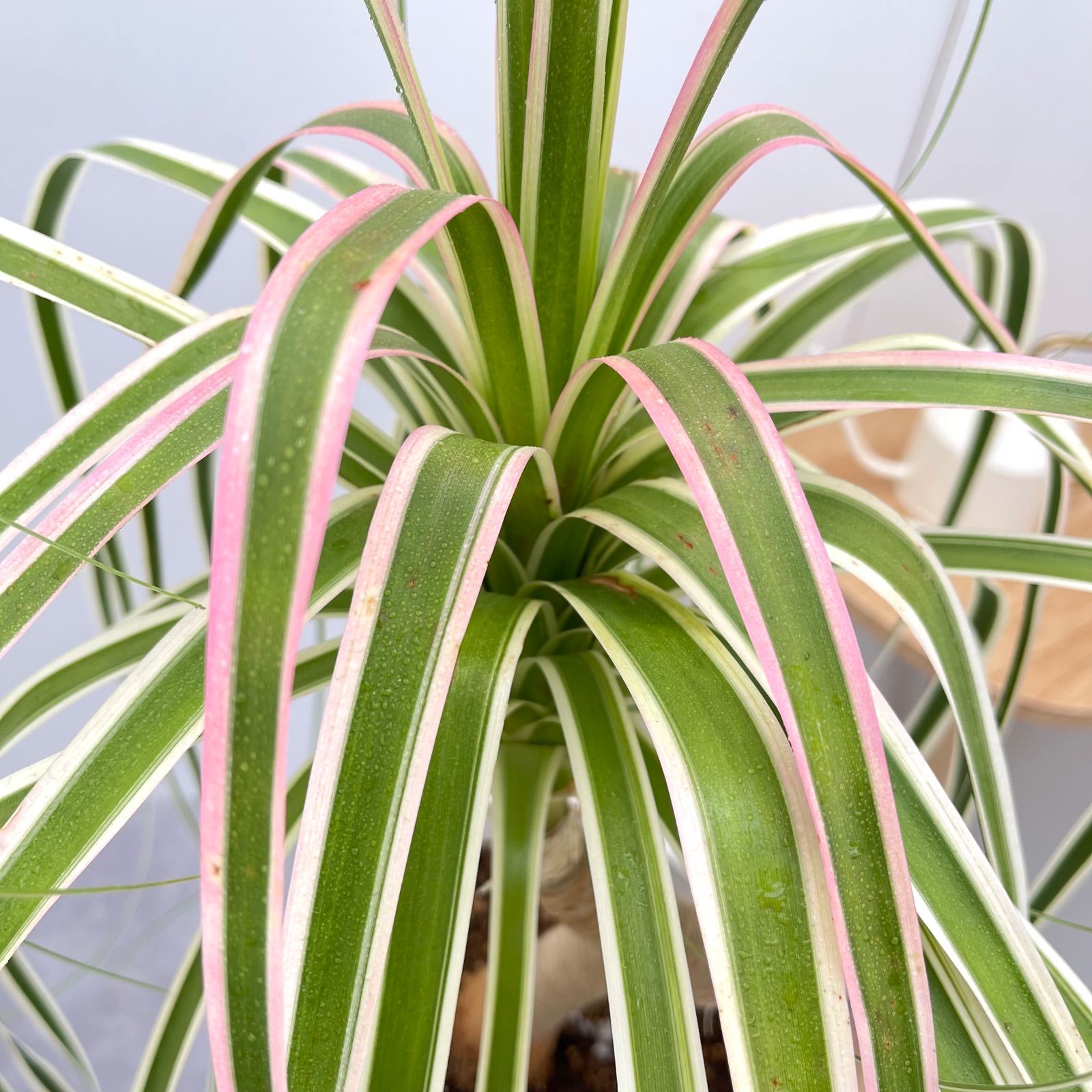 トックリラン ノリナ 斑入り 3 現品 観葉植物 室内