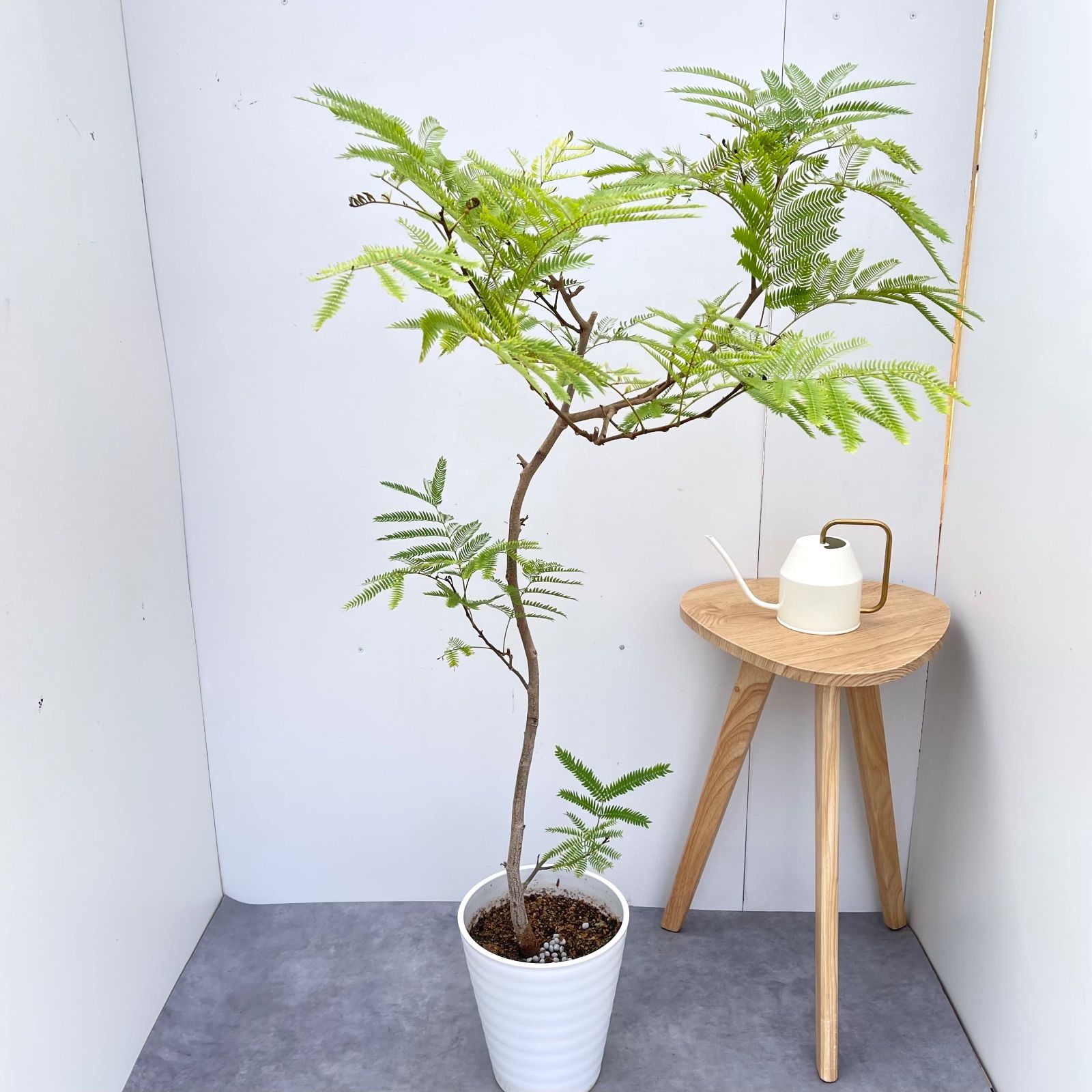 エバーフレッシュ 曲がり 2 現品 観葉植物 室内 大型