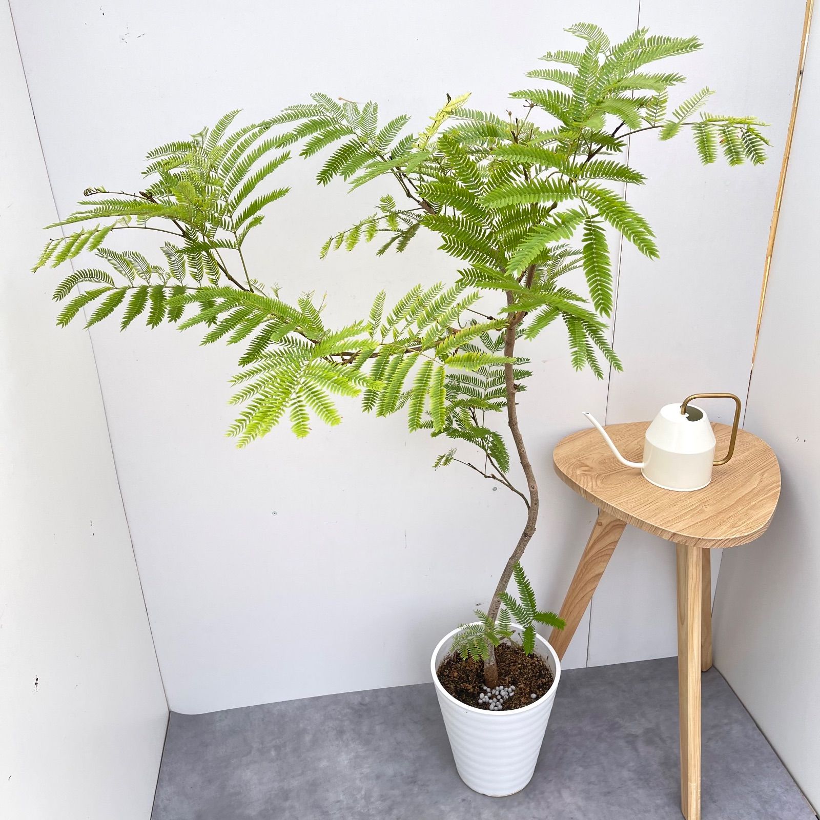 エバーフレッシュ 曲がり 2 現品 観葉植物 室内 大型