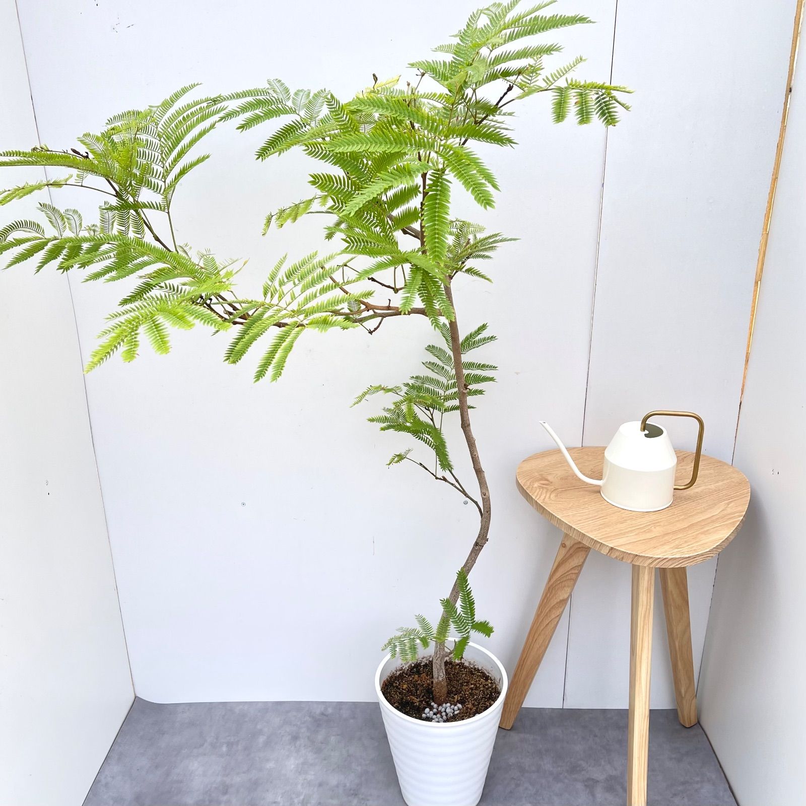 エバーフレッシュ 曲がり 2 現品 観葉植物 室内 大型