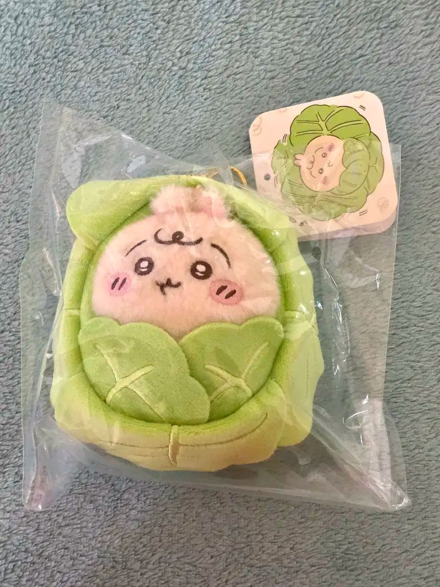 現品】セサモタムナス・ブッセヌス 8号 D7番