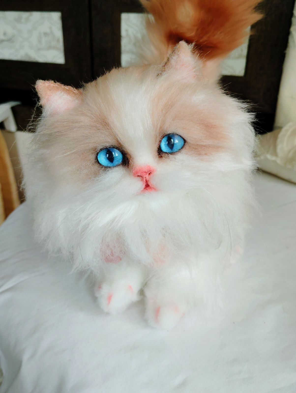 ラグドール 美人猫ちゃん