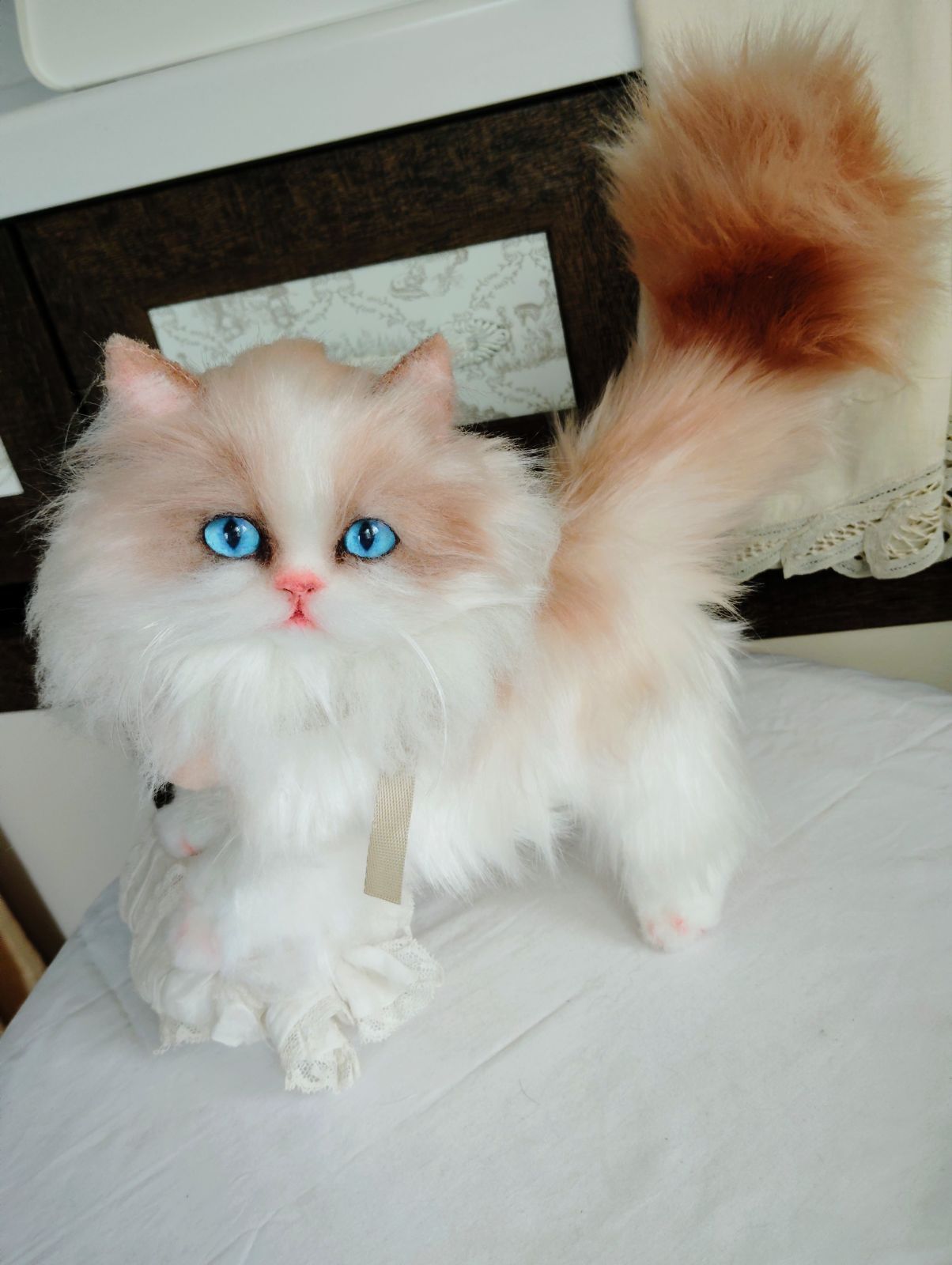 ラグドール 美人猫ちゃん