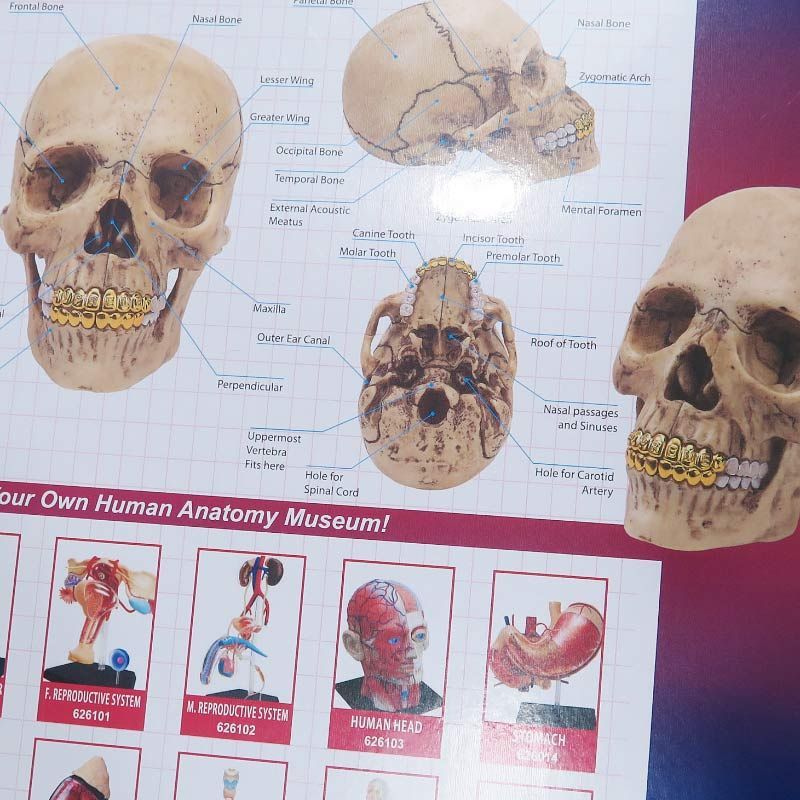 新品 SUPREME シュプリーム 23AW 4D MODEL HUMAN SKULL 4Dモデル