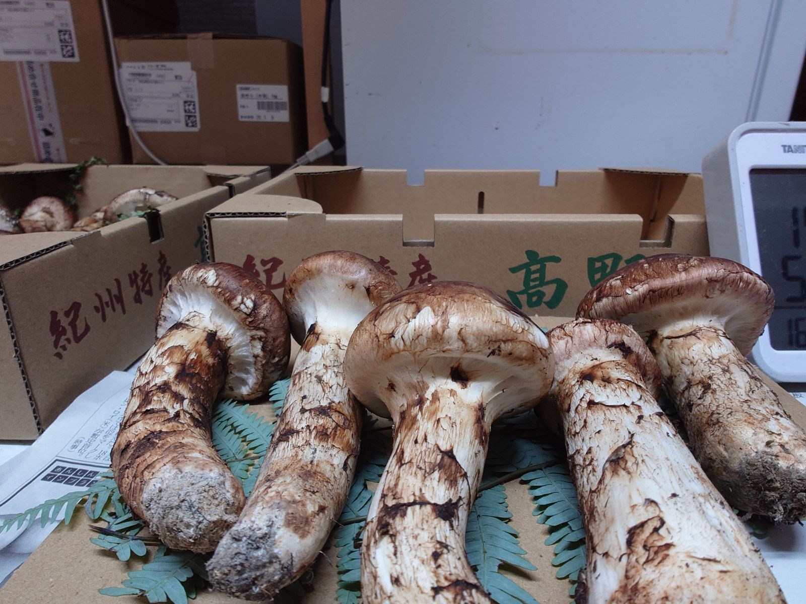 高野松茸】上つぼみ300g③ 希少な白軸 - メルカリ