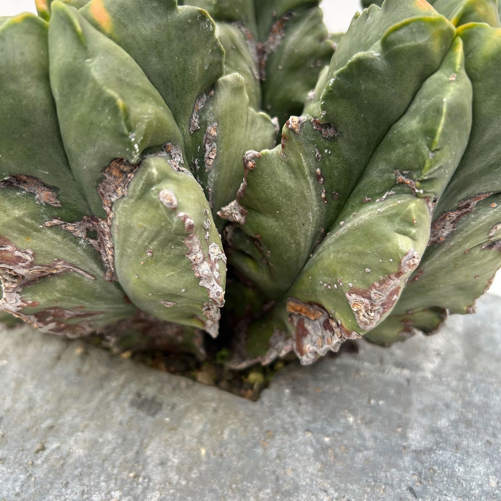 サボテン アストロフィツム 紅葉ヘキラン 群生クランプ コンクリートスクエア鉢植え 1鉢 364590