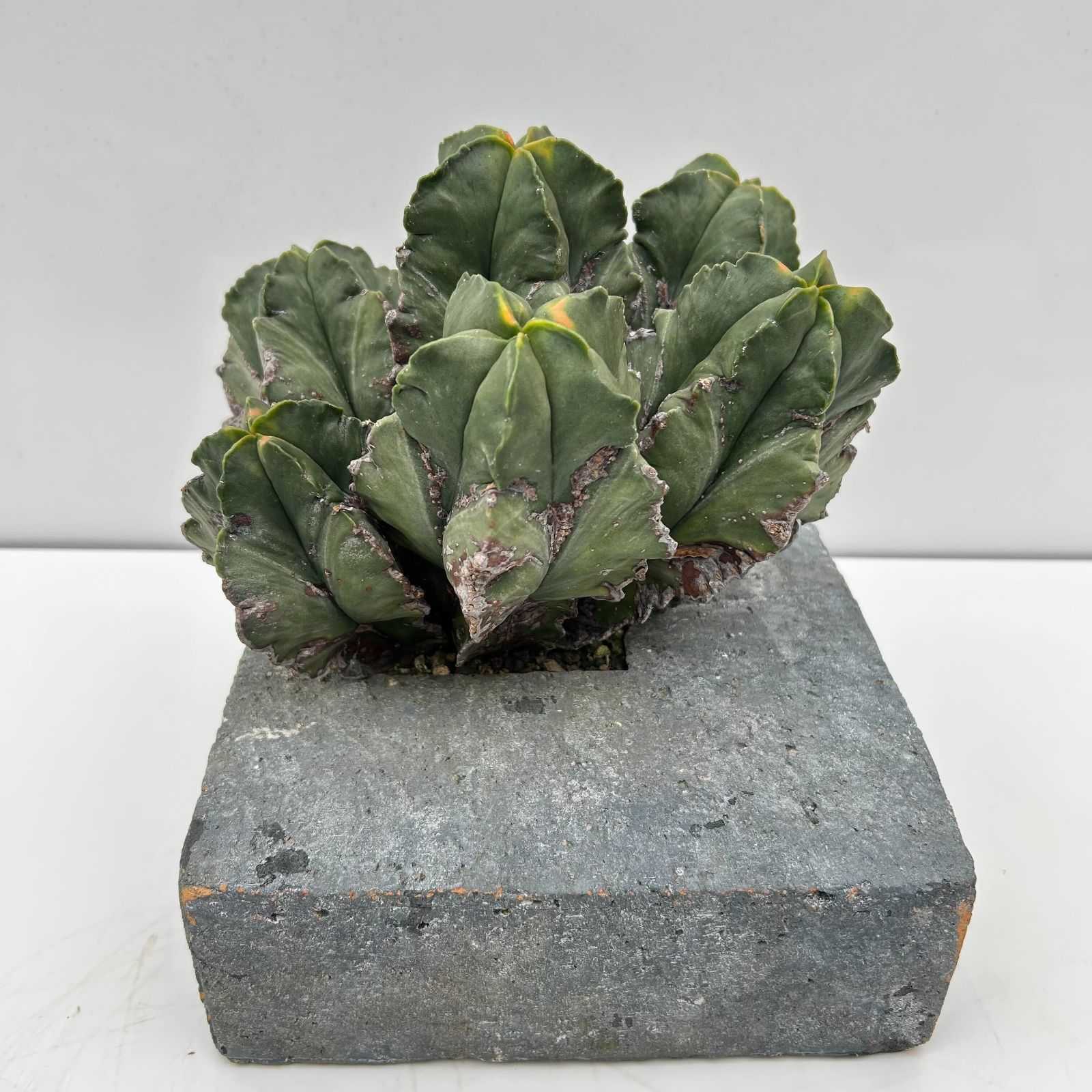 一点物 サボテン アストロフィツム 紅葉ヘキラン 群生クランプ コンクリートスクエア鉢植え（１鉢）（３６４５９０）