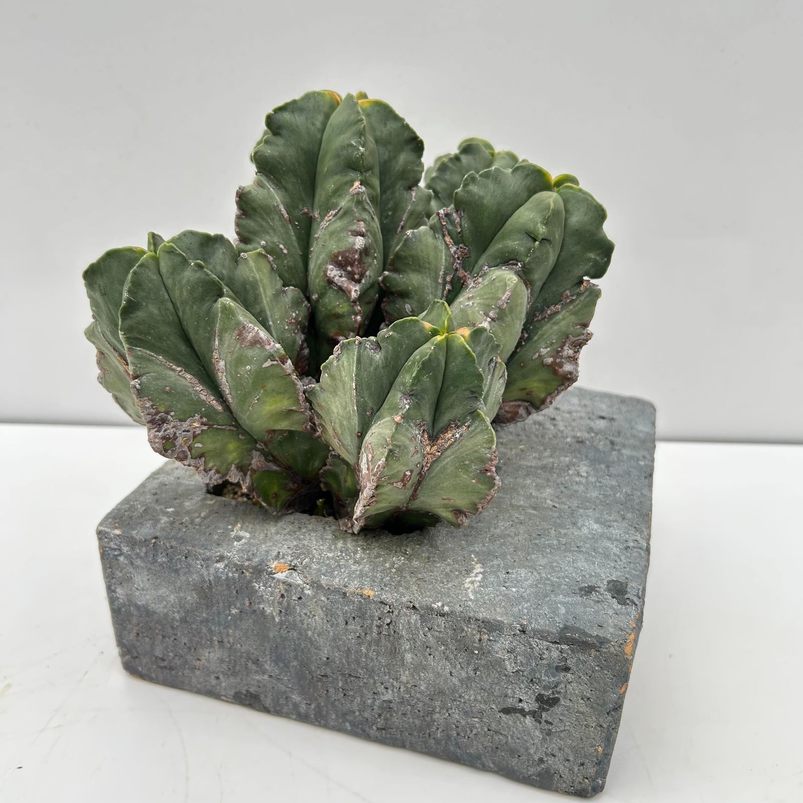 サボテン アストロフィツム 紅葉ヘキラン 群生クランプ コンクリートスクエア鉢植え １鉢 ３６４５９０