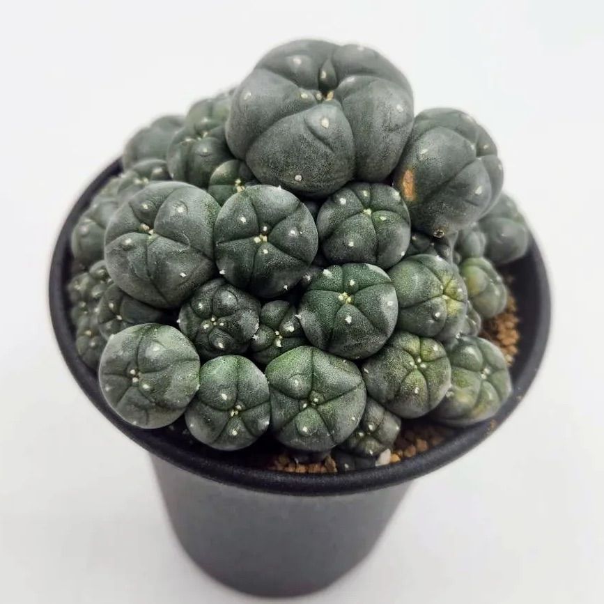 実生 群生 ロフォフォラ 鳥羽玉 サボテン 多肉植物