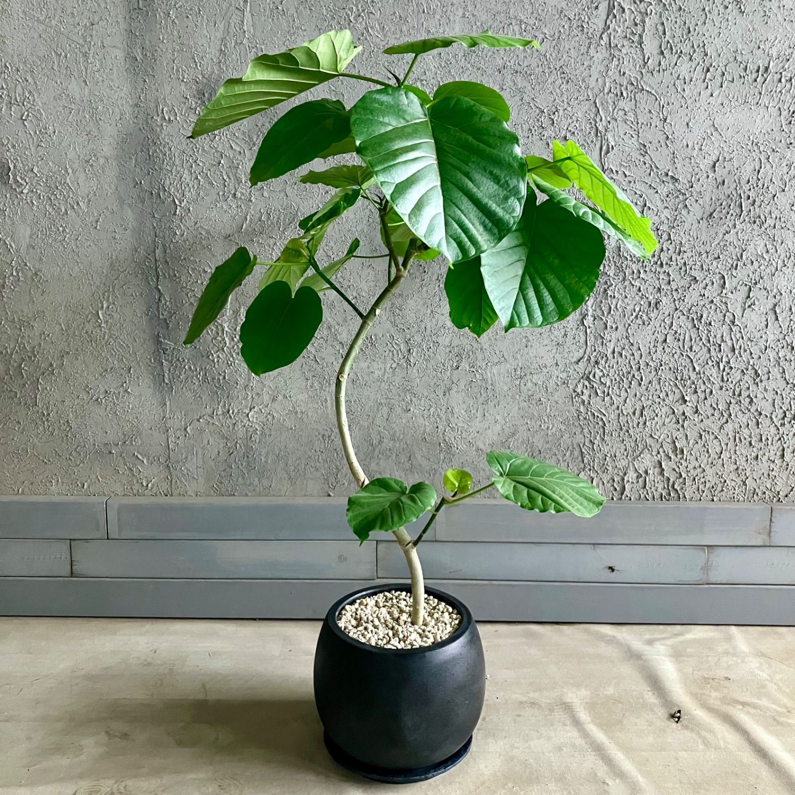 テラコッタ性鉢植え アンティーク風